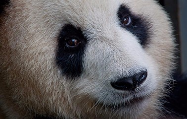 New Tour - Yunnan & Sichuan