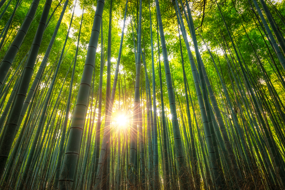 The Japanese Art of Wellbeing (and how you can do it too)