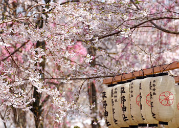 See Japan's Cherry Blossoms