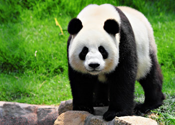 Meet The Pandas In China