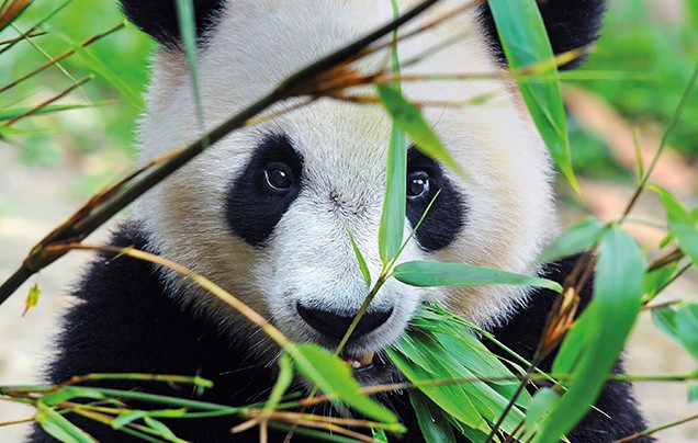 Day 13: Giant Pandas