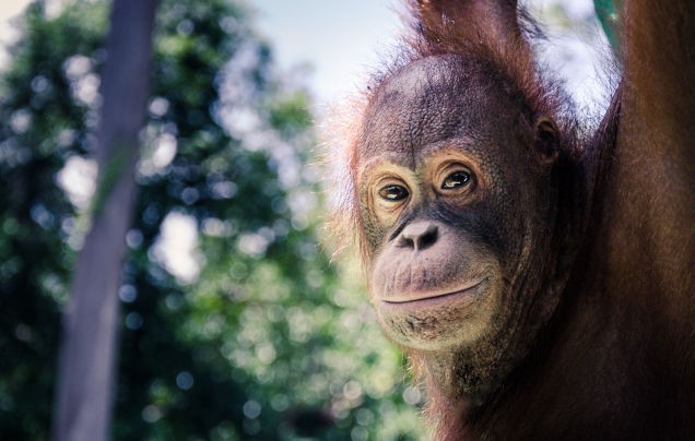 DAY 4: Bako National Park