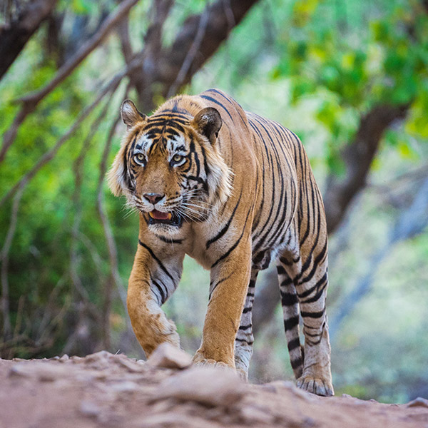  Ranthambore 
