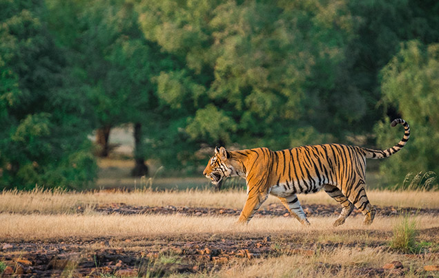 Days 16-17: Ranthambore