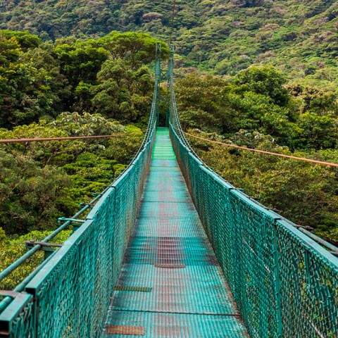 DAY 9: MONTEVERDE CLOUD FOREST RESERVE