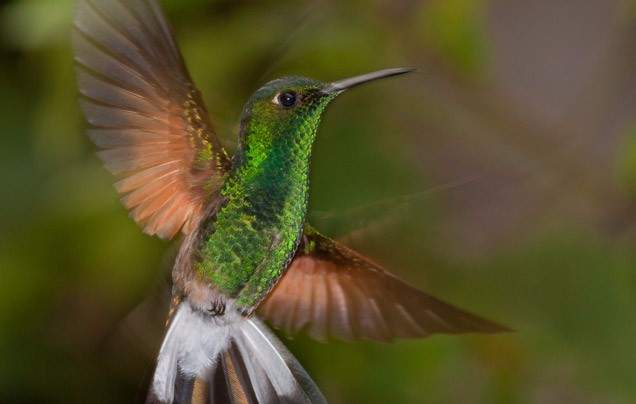 DAY 7: RIO PENAS BLANCAS