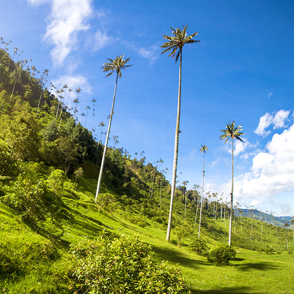 COCORA VALLEY