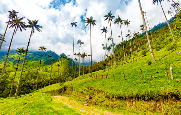 DAY 4: Valle Del Cocora