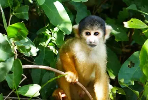 Peruvian Amazon Lodge