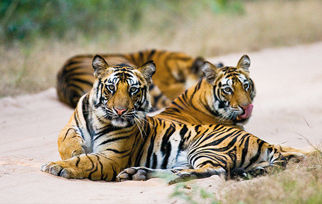 Day 6: Tigers Of Ranthambore