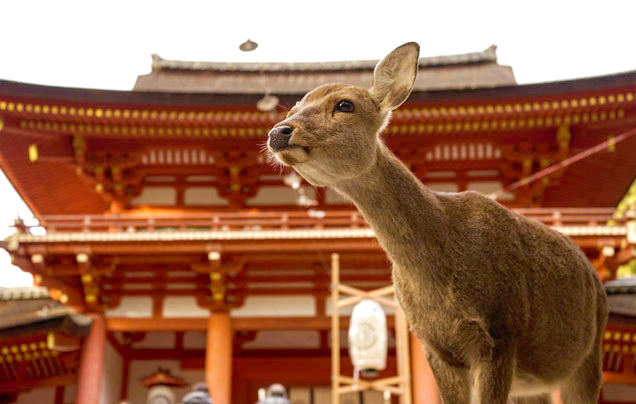 Day 7: Explore Nara and Osaka