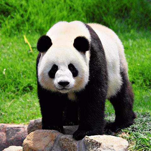 GIANT PANDAS