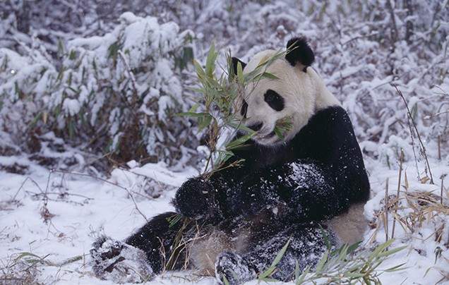 Day 9: New Year's Eve with the Pandas