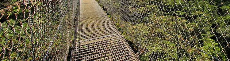 Explore the Forest Canopy