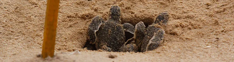Kosgada Turtle Hatchery
