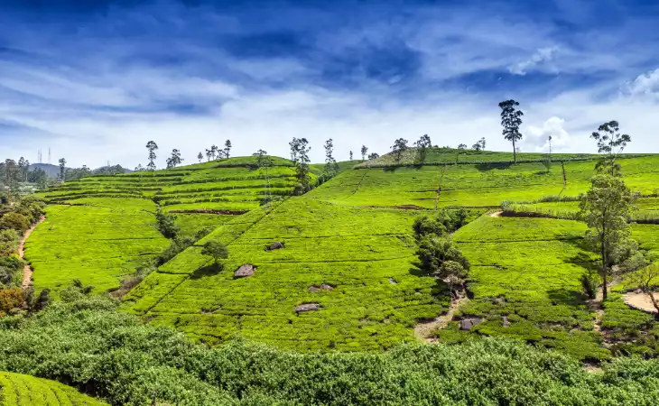 Learn the Art of Pulling Tea