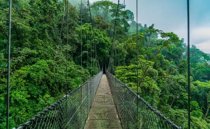 Explore the Forest Canopy