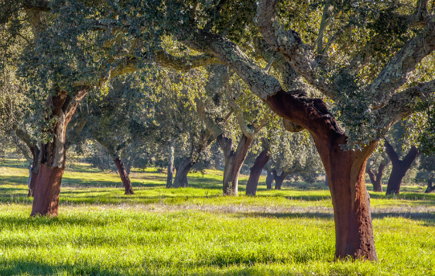 Explore the beauty of the Alentejo region