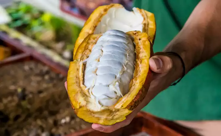Discover Costa Rica's Cacao & Coffee