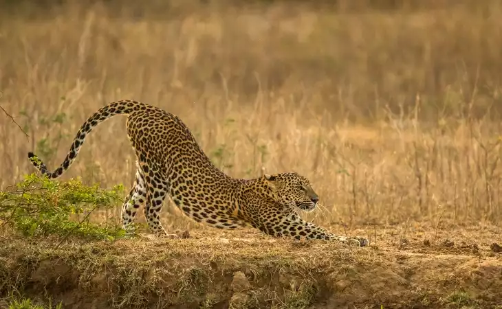 Yala National Park