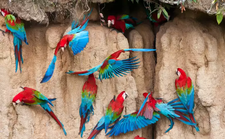 Visit a clay lick within the Amazon