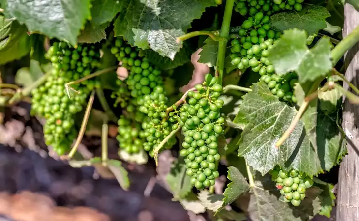 Wine tasting in Casablanca Valley