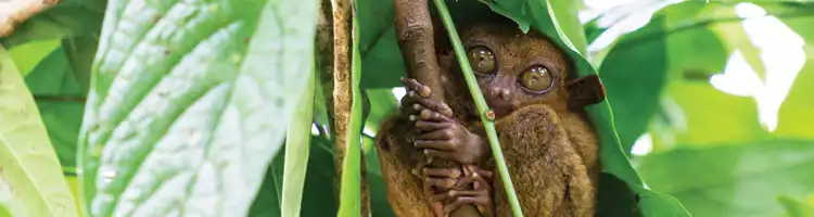 Visit the Sanctuary of the Tarsier