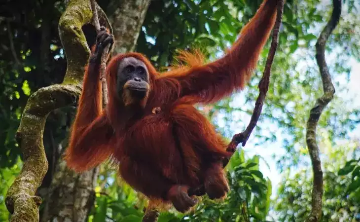 Visit the Sepilok Orangutan Rehabilitation Centre