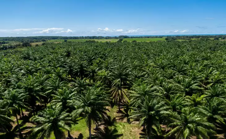 Visit a Heart of Palm Plantation