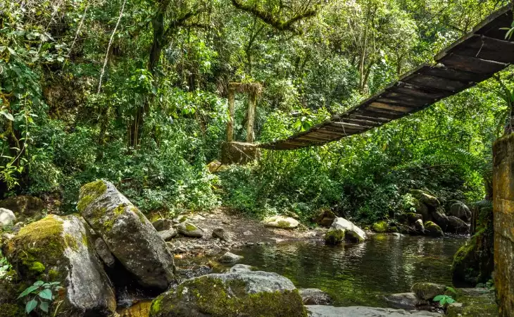 Sumatran Rainforest Trek