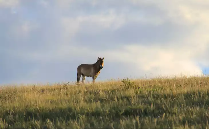 See the world's last wild horses