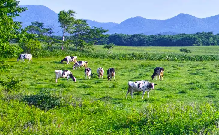 Visit a Hokkaido Dairy Farm