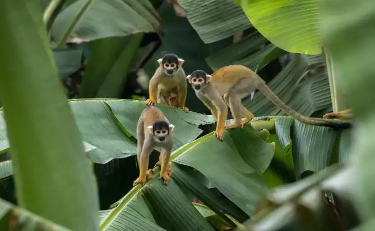 Visit the Amazon Rainforest