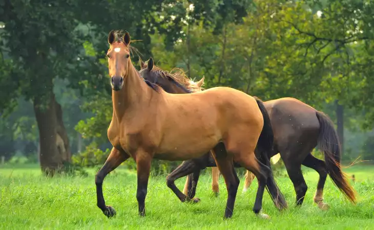 Meet the Akhal Tekes
