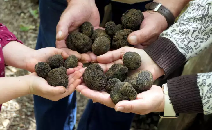 Truffle Hunting in Istria