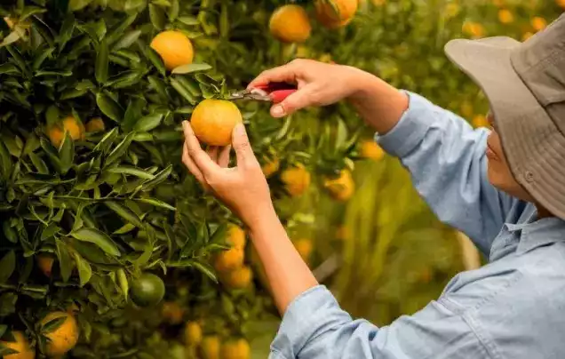 Go orange-picking in Shikoku