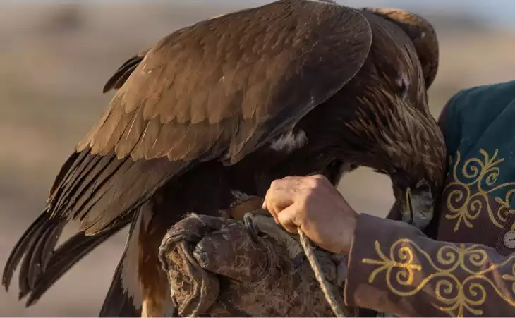 Witness Kyrgyz eagle hunting