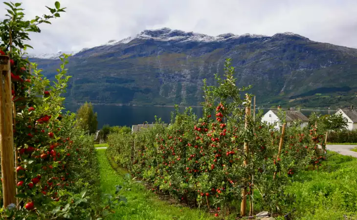 Visit a Norwegian Apple Farm