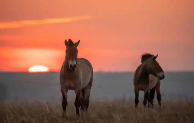 Wild Takhi of Khustai National Park