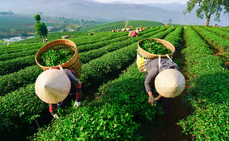 Visit a Tea Estate