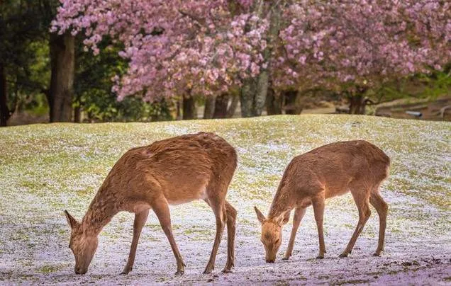 Day 7: Explore Nara and Osaka