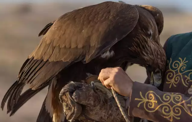 DAY 6: Golden Eagle Hunting