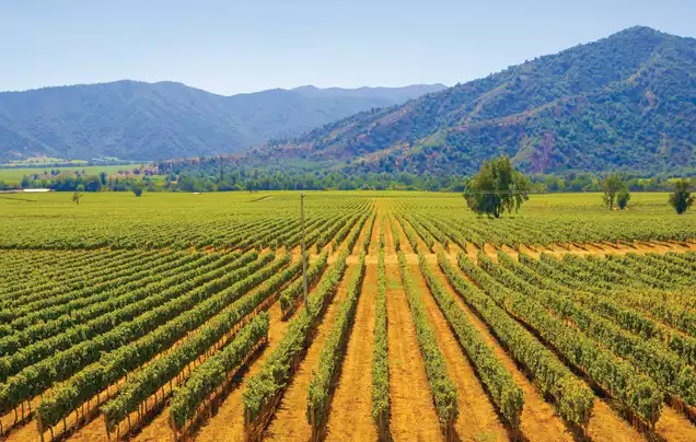 DAY 2: VINEYARD TOURS