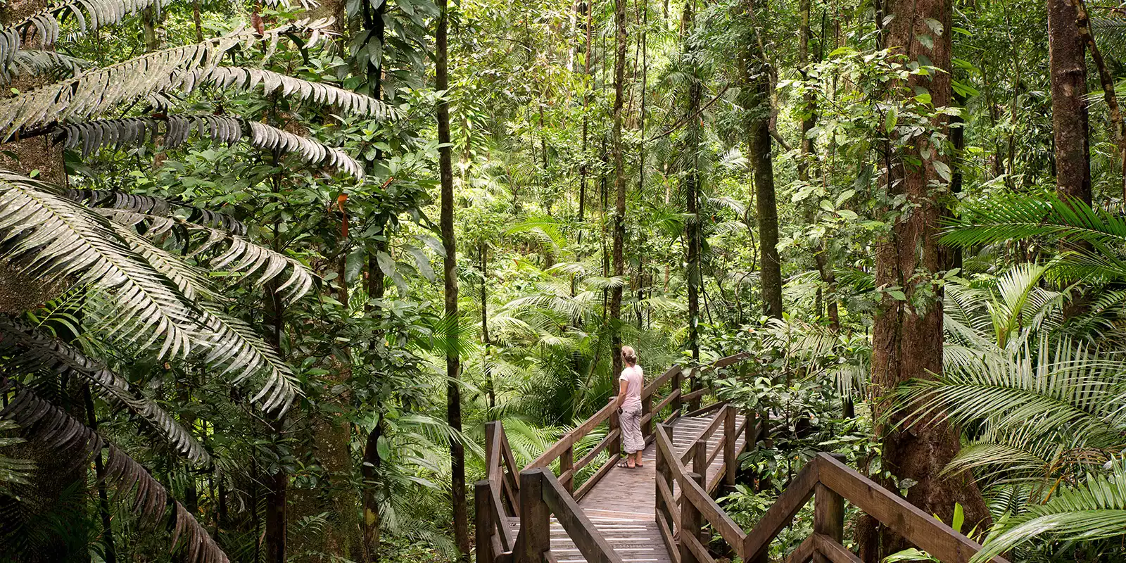 Daintree National Park Holidays