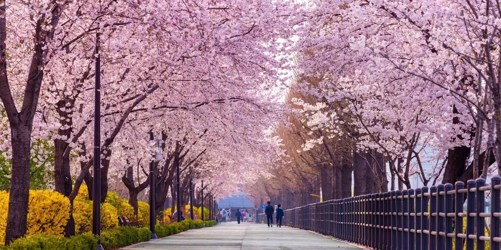 South Korea's Cherry Blossom Holidays