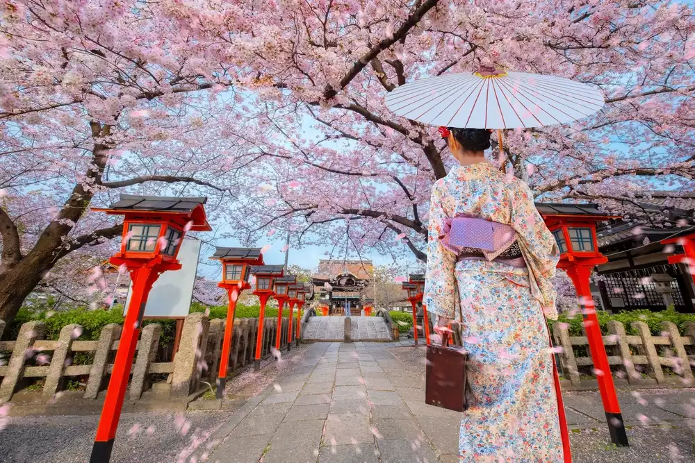 Experience Japan's famous cherry blossom