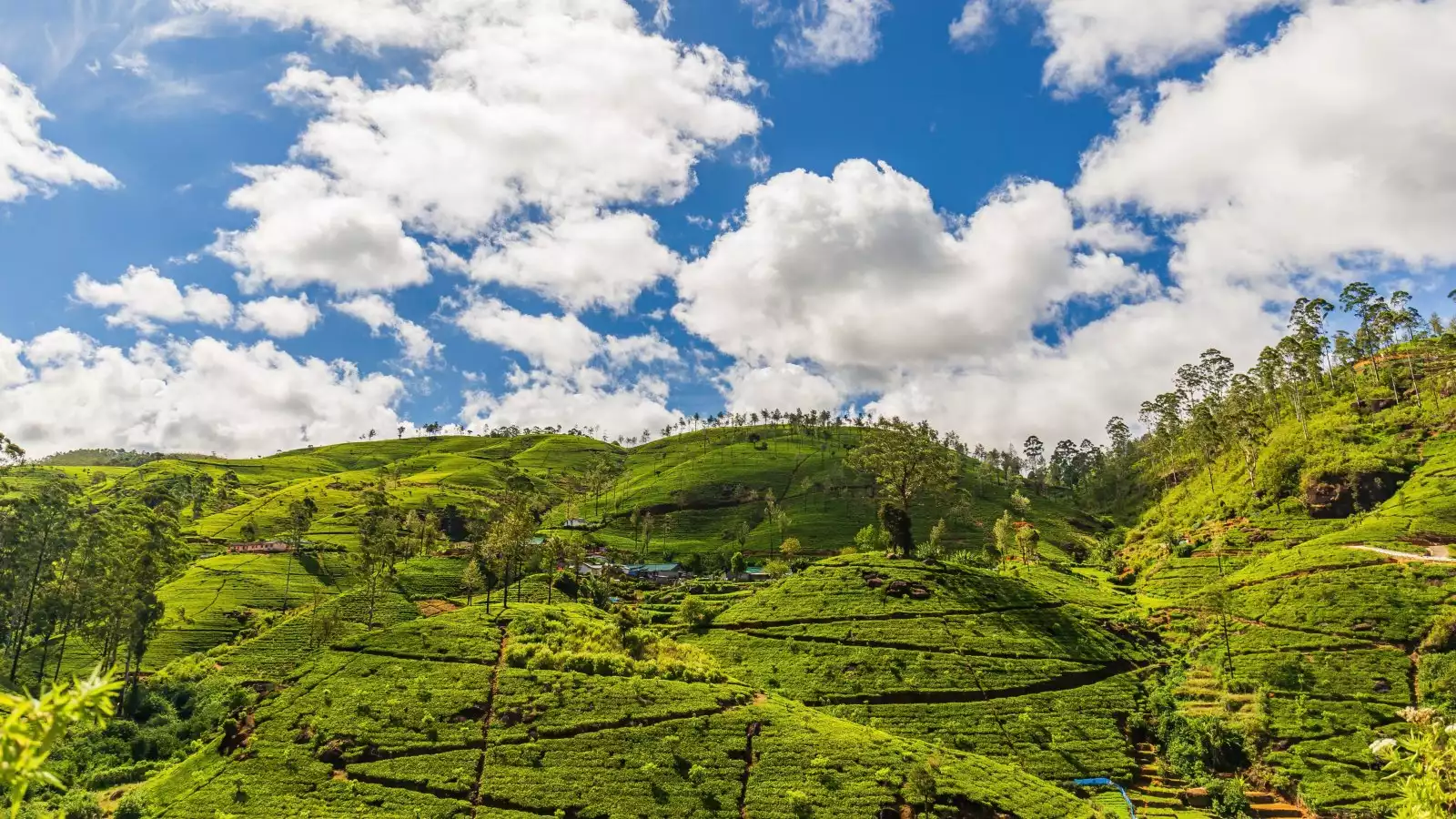 Day 8: Christmas Eve - Nuwara Eliya