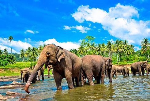 Christmas in Sri Lanka