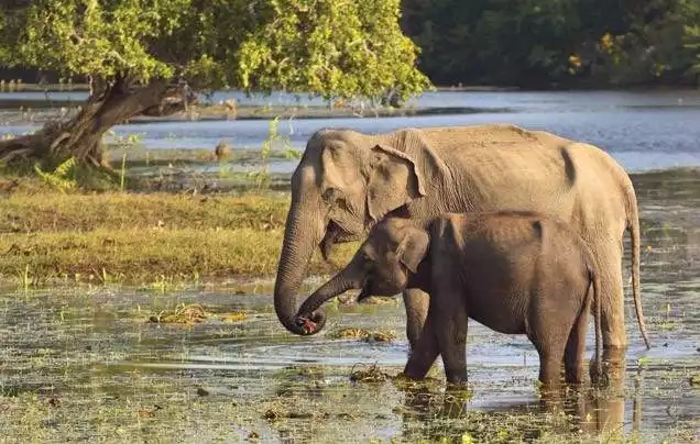 Day 10: Udawalawe