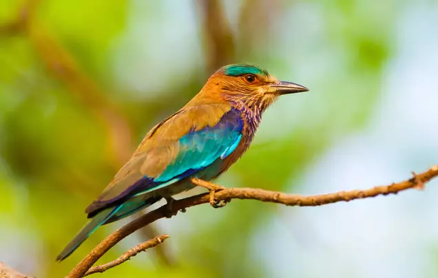 Day 7: Travel to Bandhavgarh